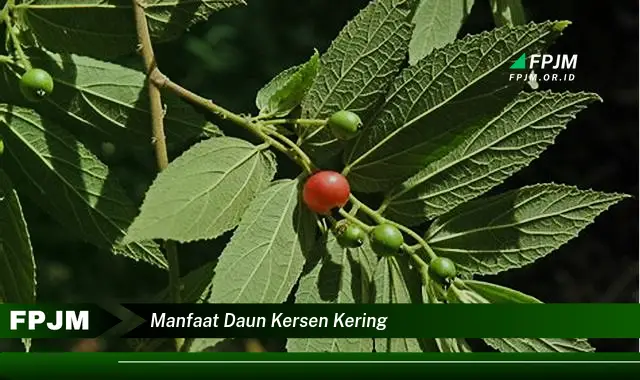 manfaat daun kersen kering