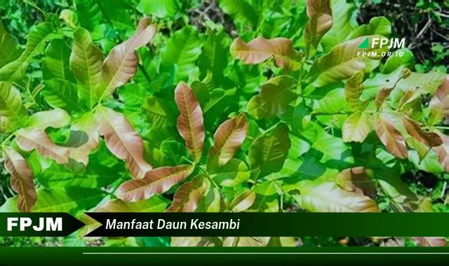 manfaat daun kesambi