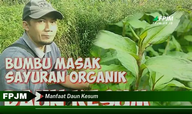 manfaat daun kesum