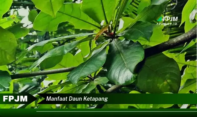 manfaat daun ketapang