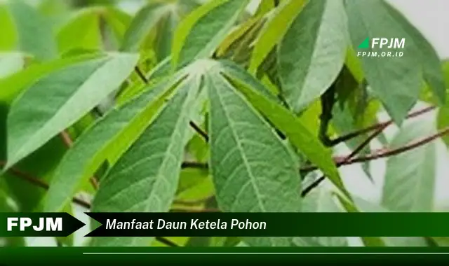 Ketahui 10 Manfaat Daun Ketela Pohon untuk Kesehatan Tubuh Anda