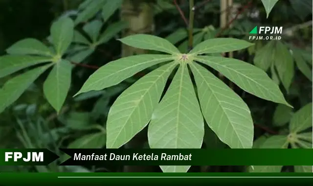 manfaat daun ketela rambat