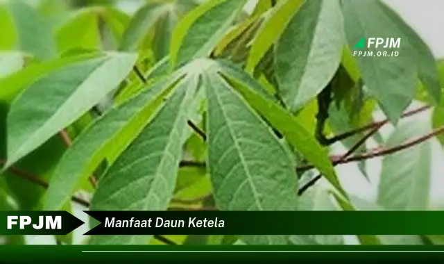 manfaat daun ketela