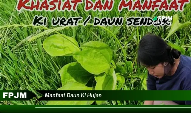 Ketahui 8 Manfaat Daun Ki Hujan untuk Kesehatan Tubuh Anda