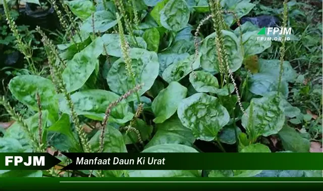 manfaat daun ki urat