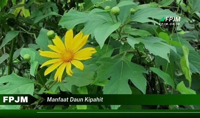 manfaat daun kipahit