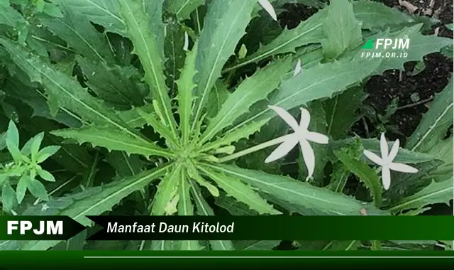 manfaat daun kitolod