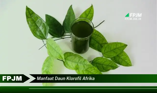 manfaat daun klorofil afrika