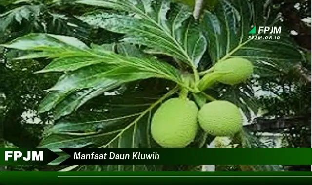 manfaat daun kluwih