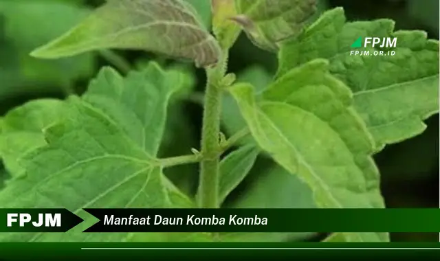 manfaat daun komba komba