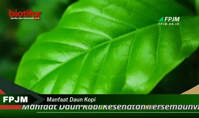 manfaat daun kopi