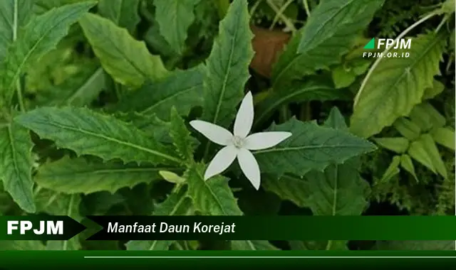 manfaat daun korejat