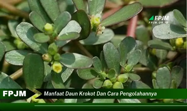 manfaat daun krokot dan cara pengolahannya