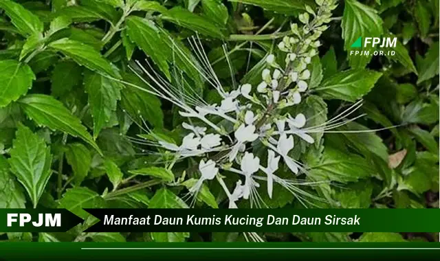 manfaat daun kumis kucing dan daun sirsak