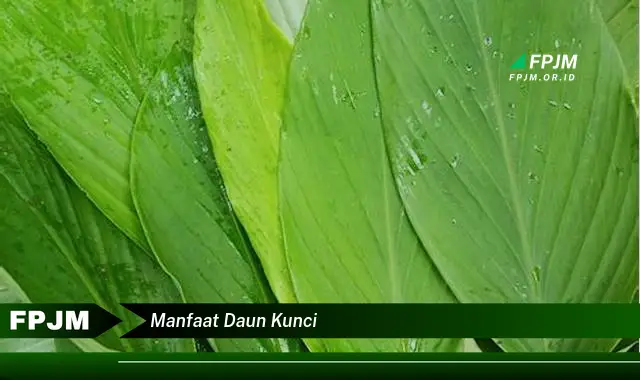 manfaat daun kunci