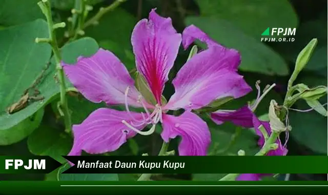 manfaat daun kupu kupu