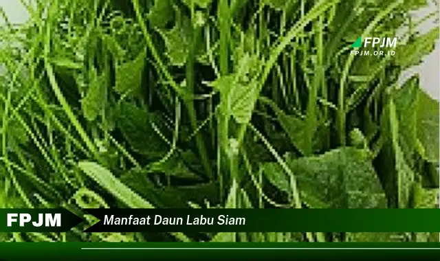 manfaat daun labu siam