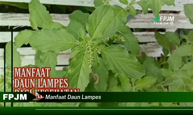 manfaat daun lampes