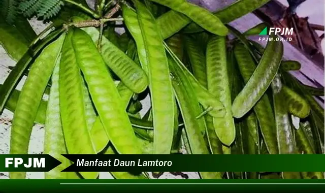 manfaat daun lamtoro