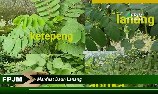 Ketahui 10 Manfaat Daun Lanang untuk Kesehatan Tubuh Anda