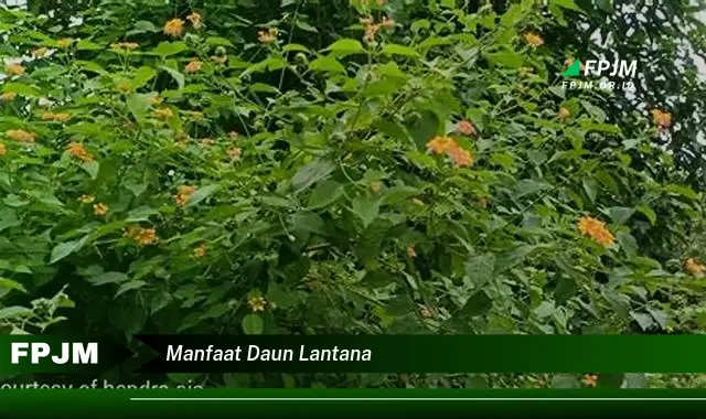 manfaat daun lantana