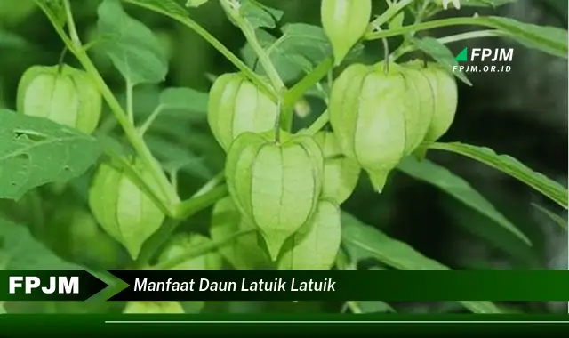 Ketahui 10 Manfaat Daun Latuik Latuik untuk Kesehatan Tubuh Anda