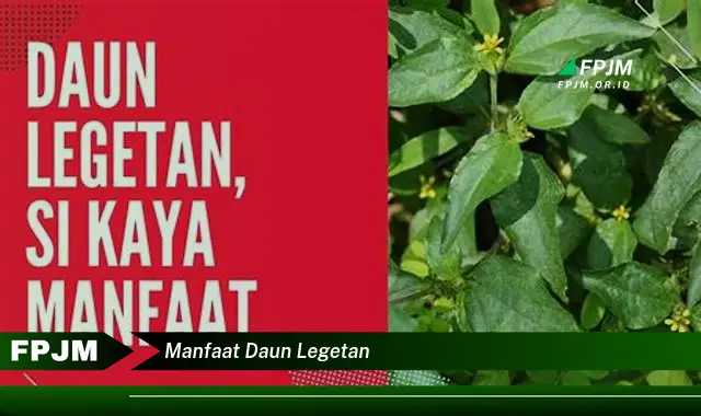 Ketahui 8 Manfaat Daun Legetan untuk Kesehatan dan Kecantikan