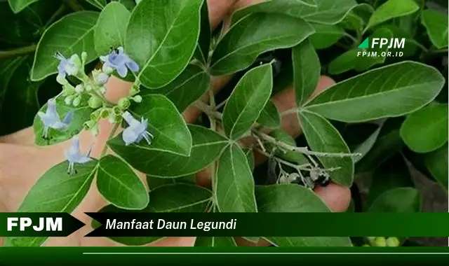 manfaat daun legundi