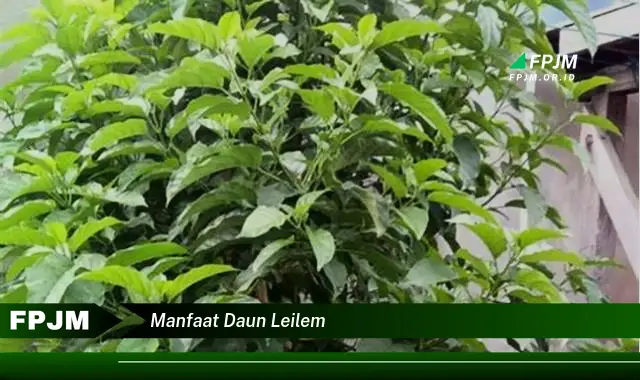 manfaat daun leilem