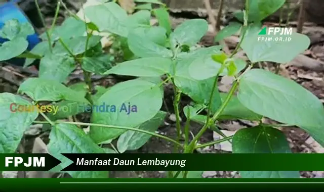 manfaat daun lembayung