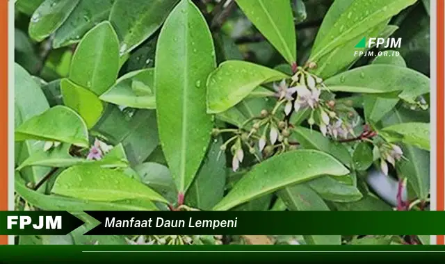 manfaat daun lempeni