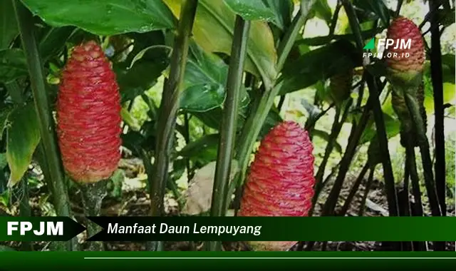 manfaat daun lempuyang