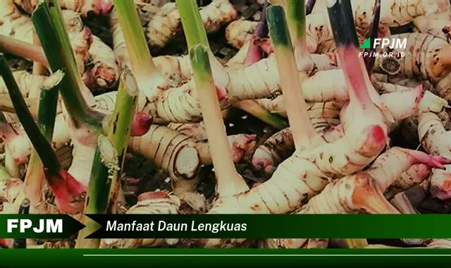 manfaat daun lengkuas