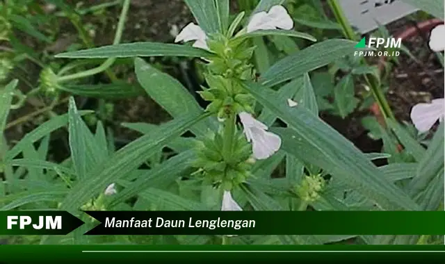 manfaat daun lenglengan