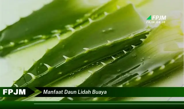 manfaat daun lidah buaya