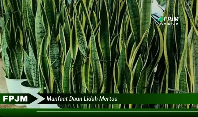 manfaat daun lidah mertua