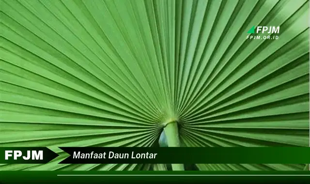 manfaat daun lontar