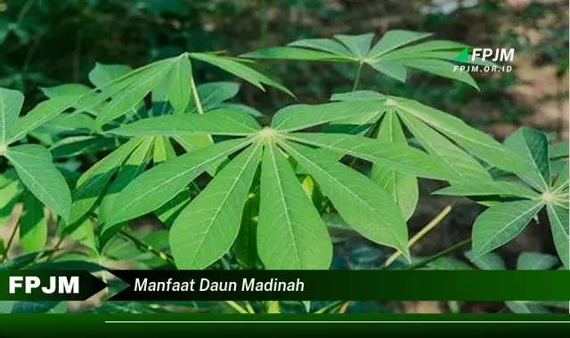 manfaat daun madinah