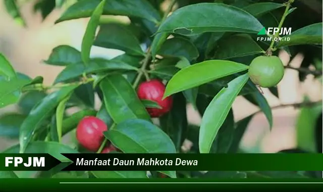 manfaat daun mahkota dewa