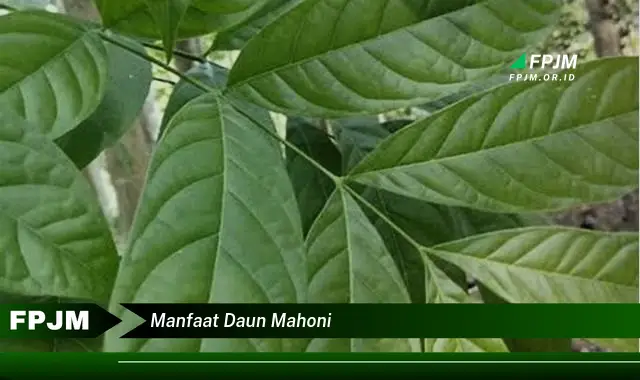 manfaat daun mahoni