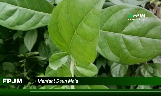 manfaat daun maja