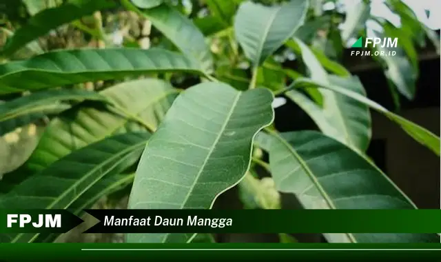 manfaat daun mangga