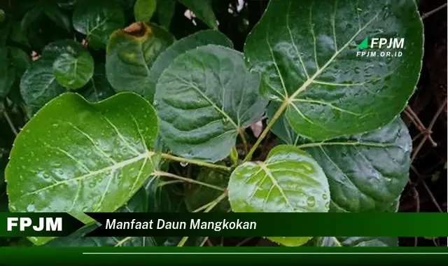 manfaat daun mangkokan