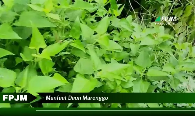 manfaat daun marenggo