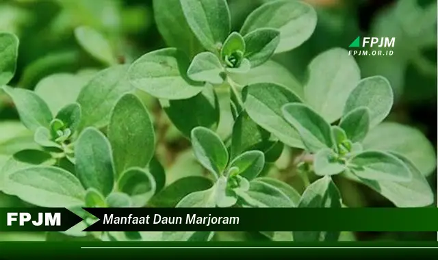 Ketahui 9 Manfaat Daun Marjoram untuk Kesehatan dan Kecantikan