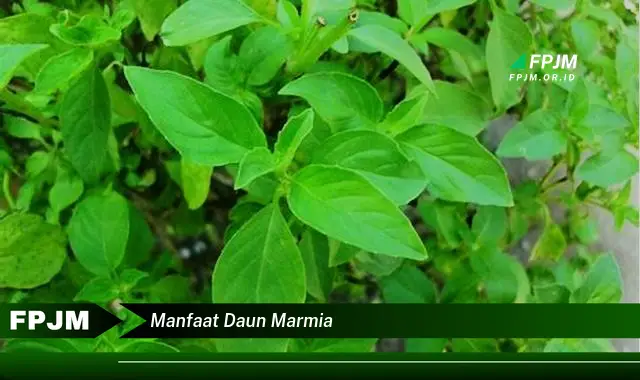 manfaat daun marmia