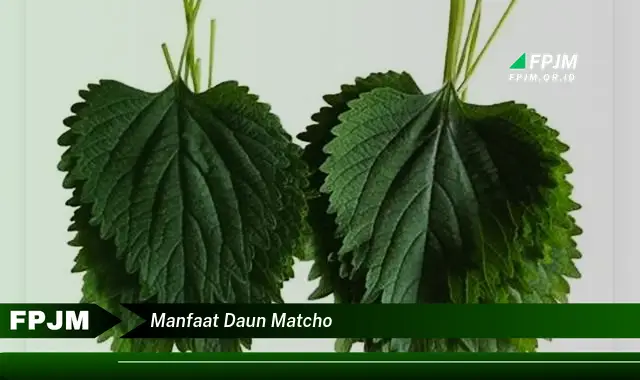 manfaat daun matcho