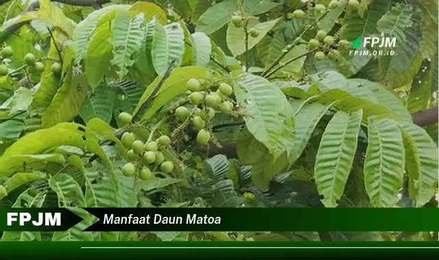 manfaat daun matoa