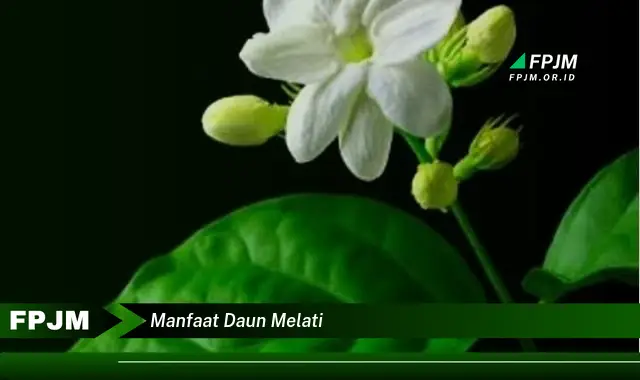 manfaat daun melati