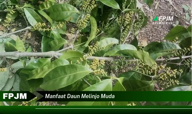 manfaat daun melinjo muda